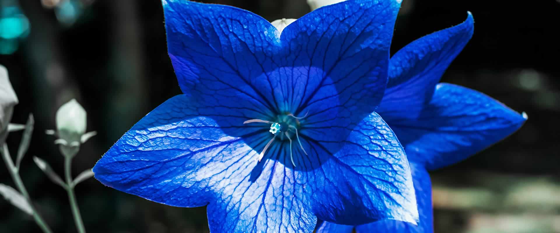 Fiori addobbi cimiteriali