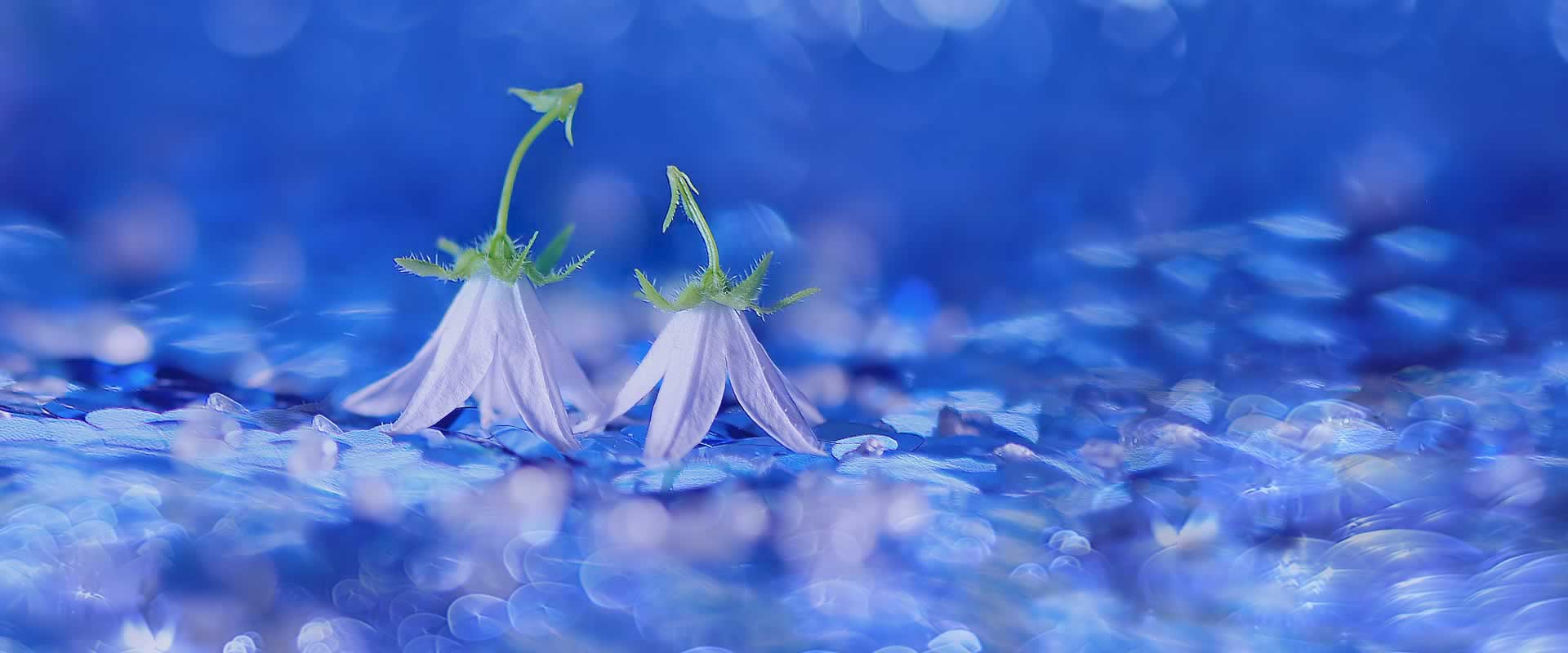 Fiori per cimitero